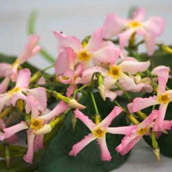 trachelospermum asiaticum pink showers